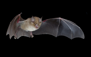 Greater Horseshoe bat